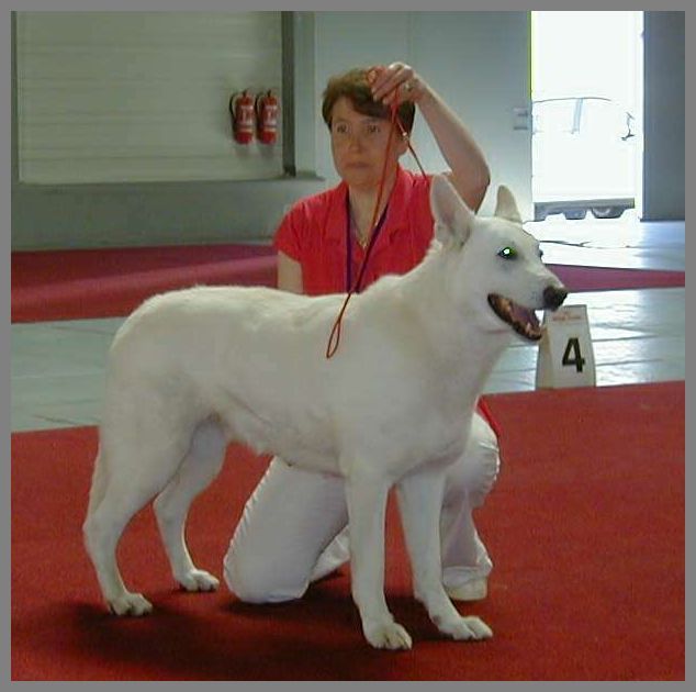 Weisser Schferhund prsentation Ausstellung
